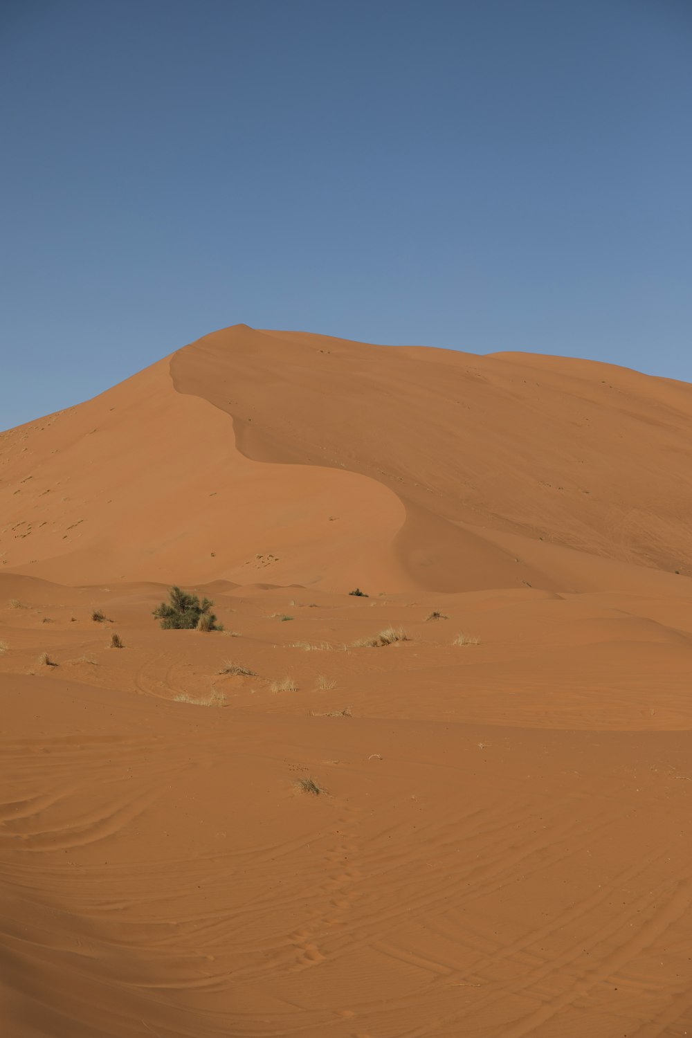 a lone tree in the middle of a desert