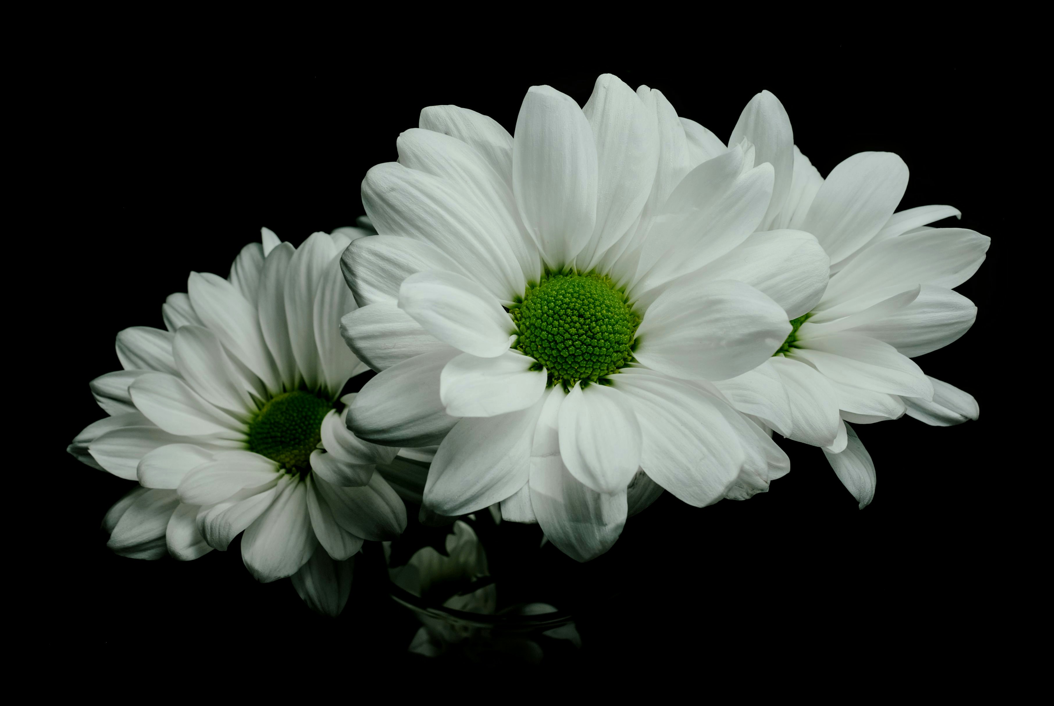 Three white flowers with a green center on a black background photo ...
