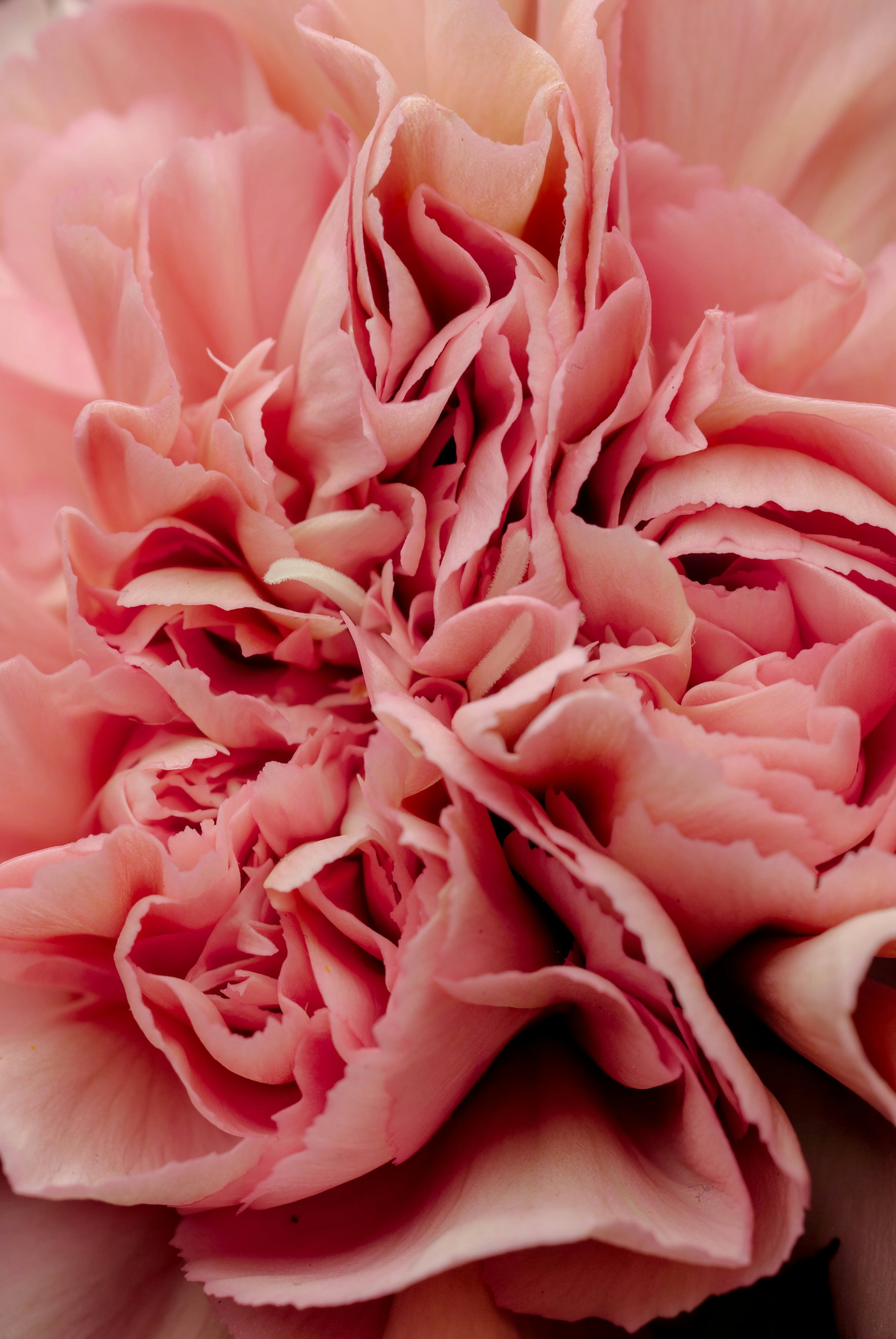 Photo by btcarpenter