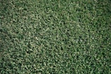 A close-up of a lawn being fertilized with care.