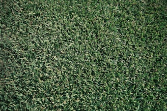 A close-up view of a lush, green grass lawn with densely packed blades.