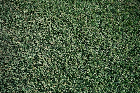 A close-up view of a lush, green grass lawn with densely packed blades.