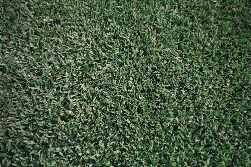 A close-up of a lawn being fertilized with care.