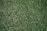 A close-up view of a lush, green grass lawn with densely packed blades.