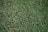 A close-up view of a lush, green grass lawn with densely packed blades.