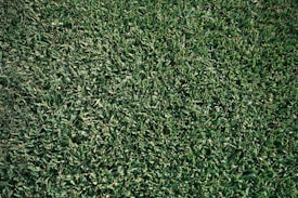 A close-up view of a lush, green grass lawn with densely packed blades.