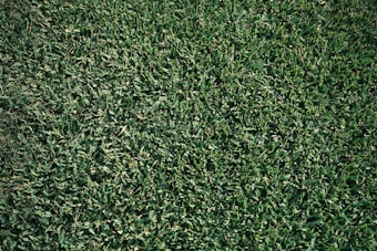 A close-up view of a lush, green grass lawn with densely packed blades.