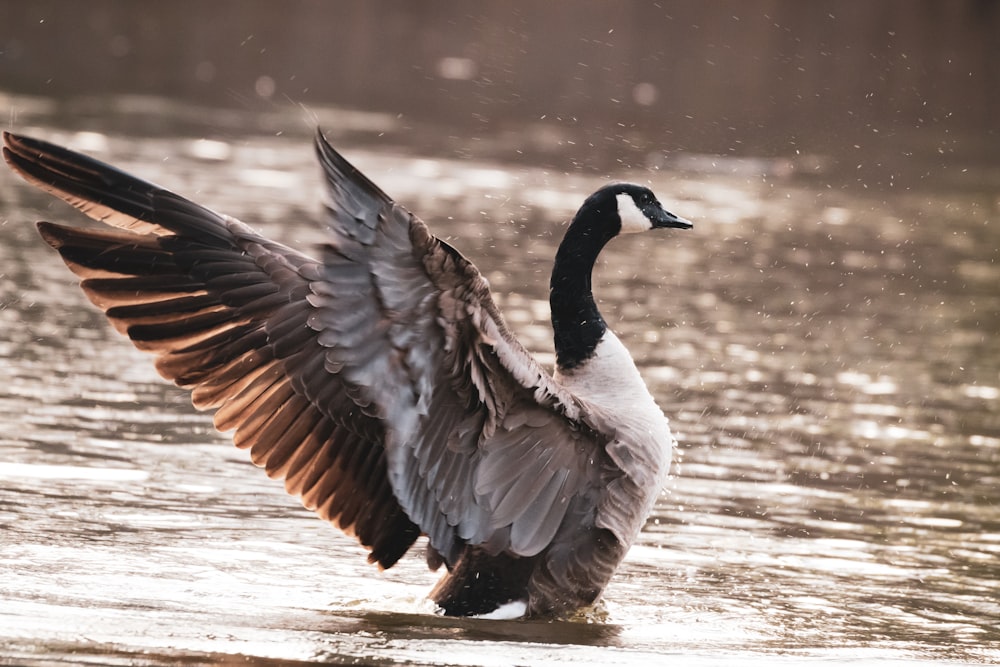 a goose flaps its wings in the water