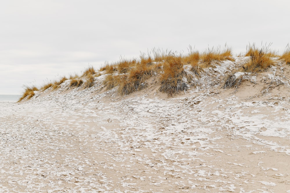 a sandy beach with grass growing on top of it