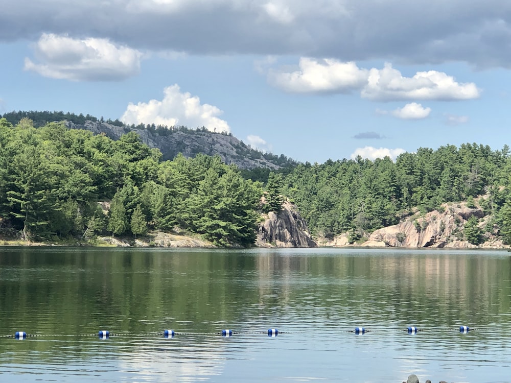 a body of water surrounded by a forest