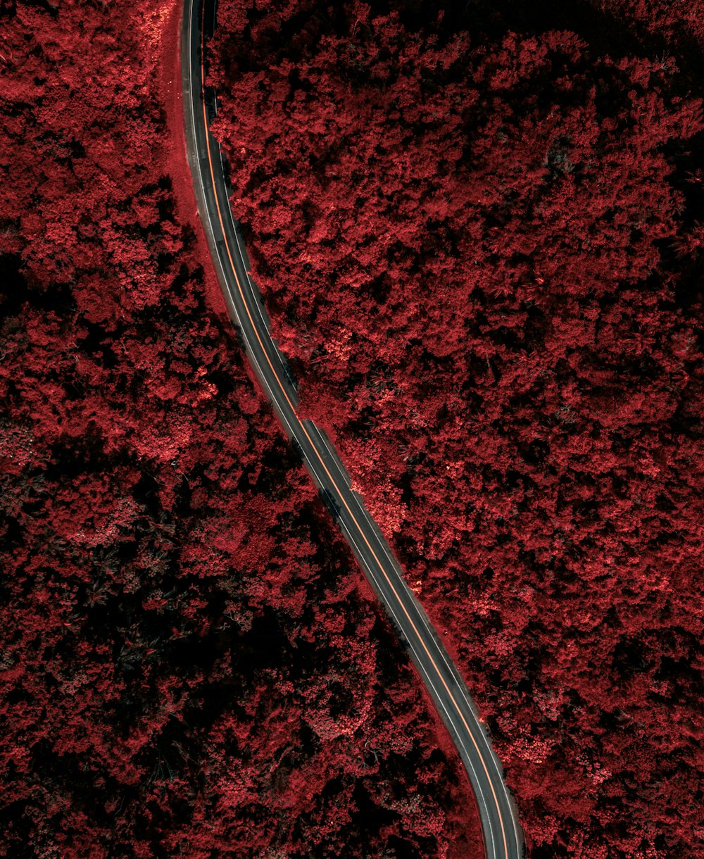 an aerial view of a road winding through a red forest