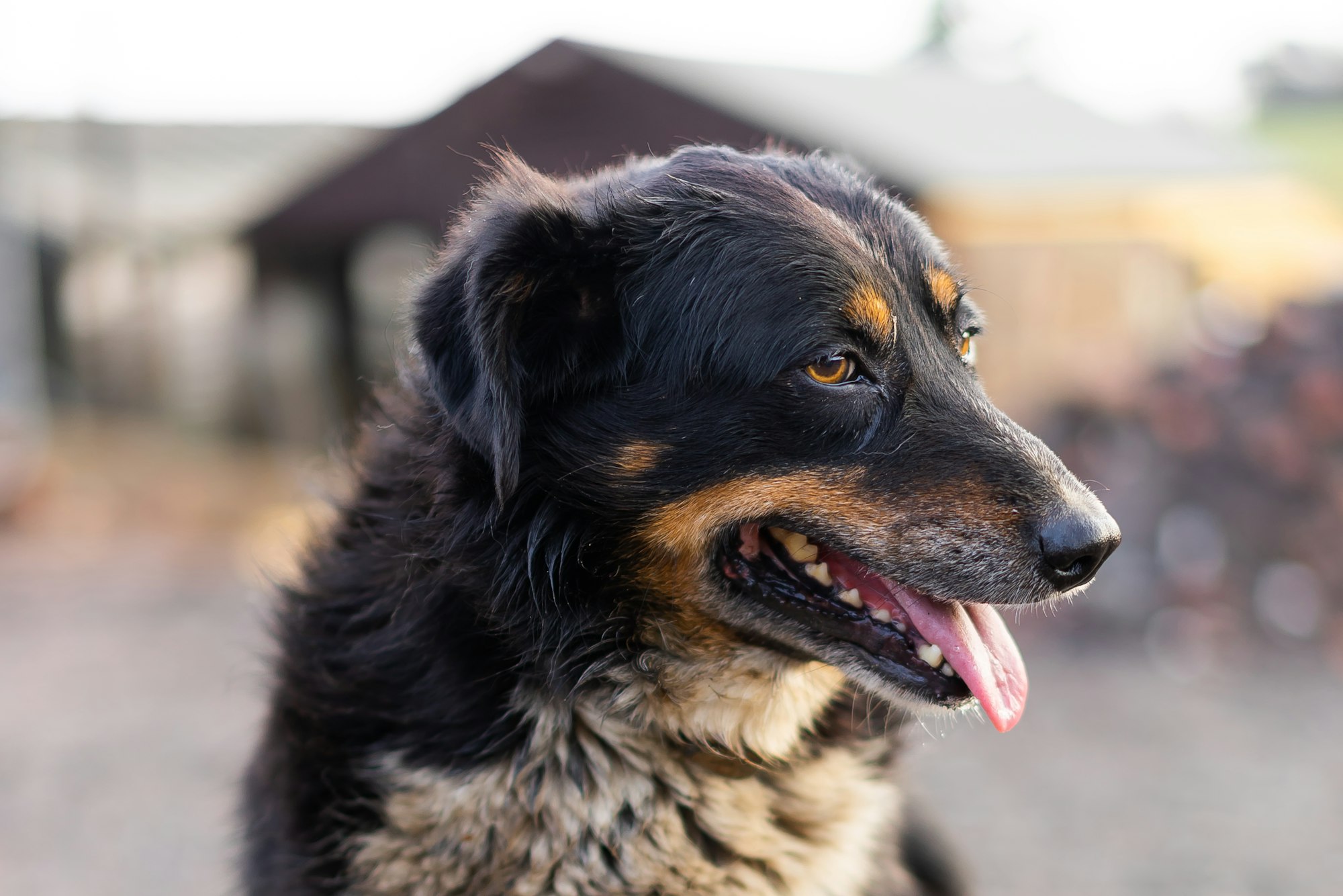 English Shepherd