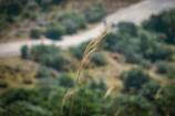 Close-up of wildflowers swaying gently beside a rustic roadside.