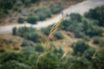 Close-up of wildflowers swaying gently beside a rustic roadside.