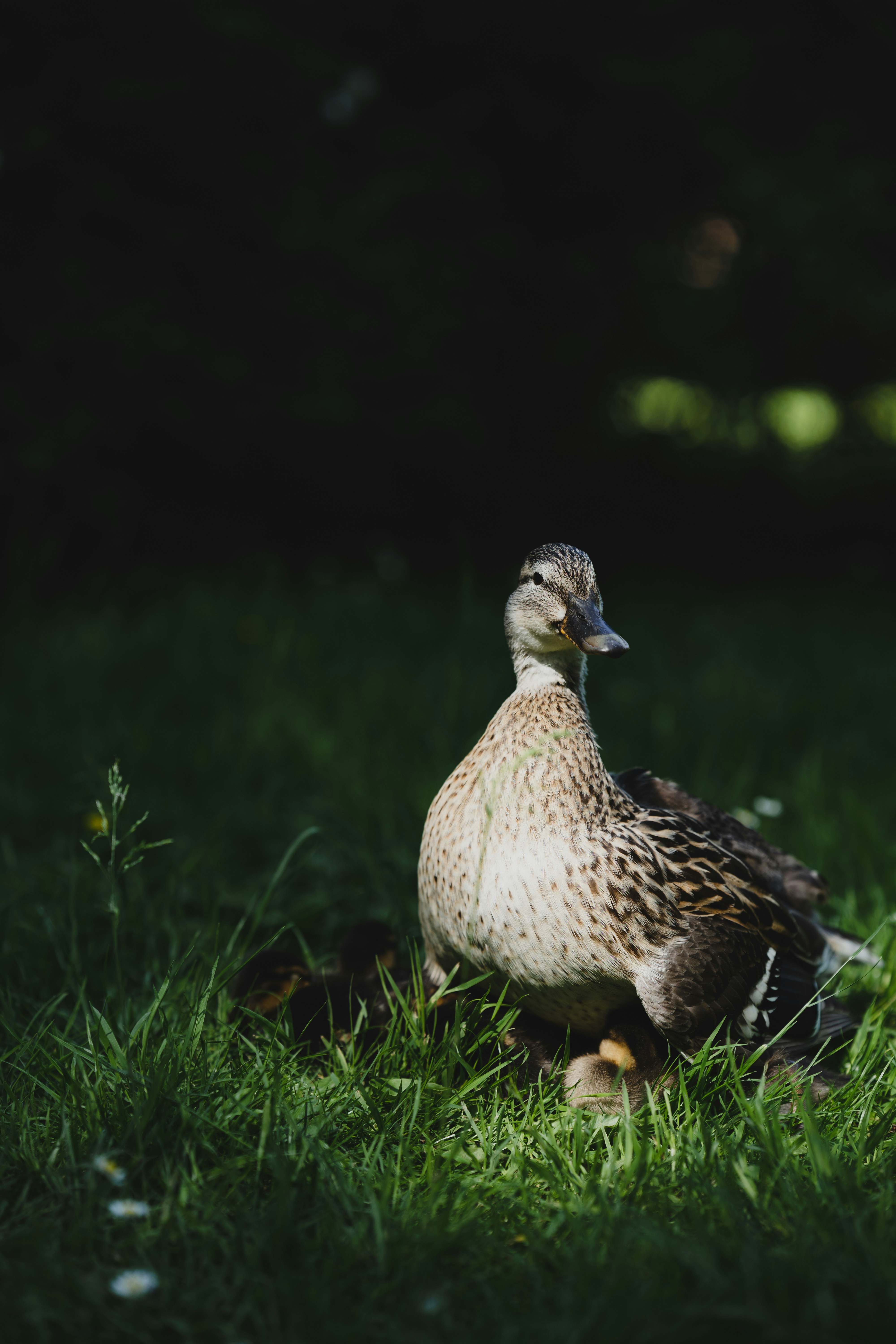 Photo by elmartinbaron