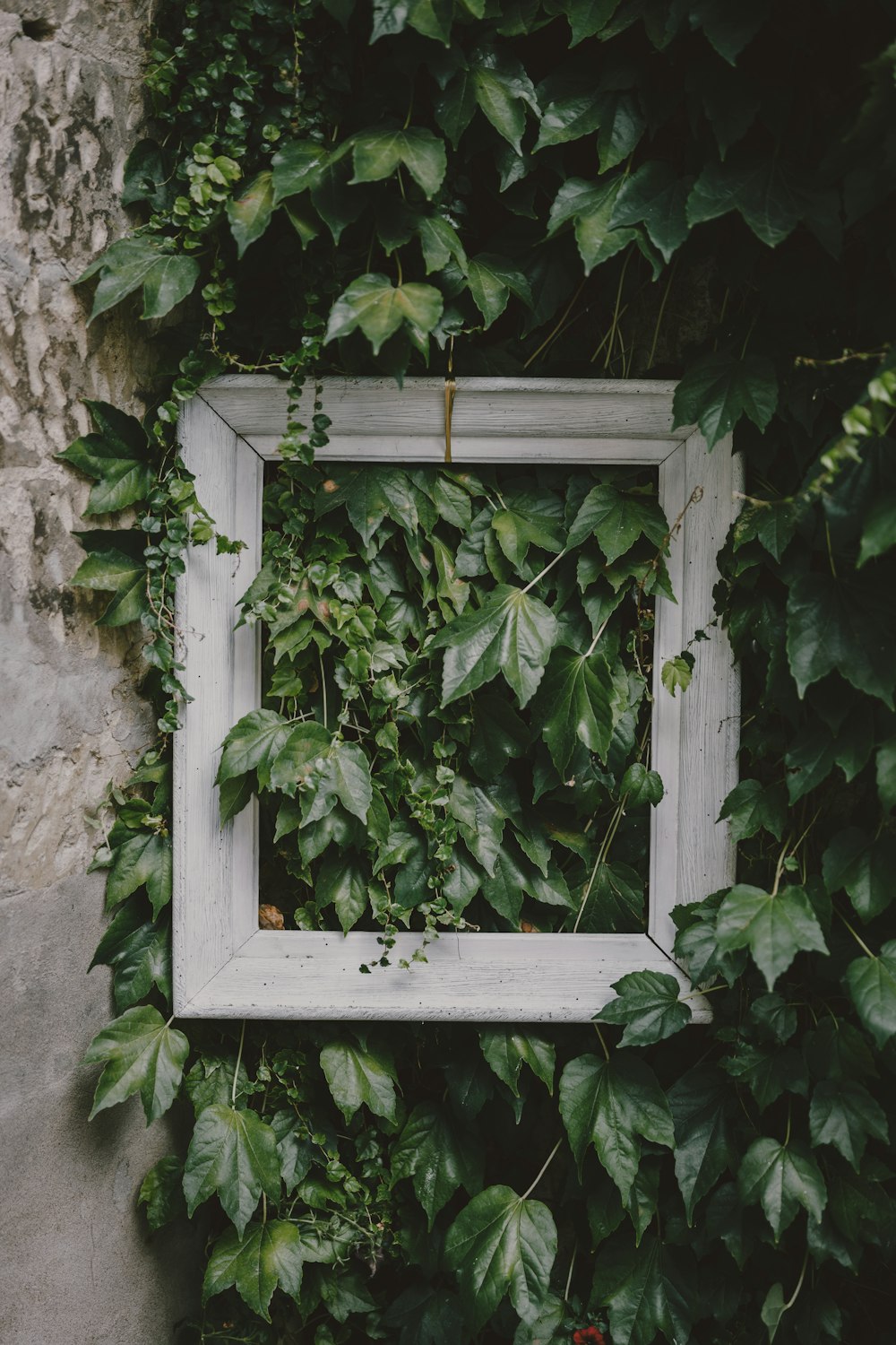 a white picture frame sitting on top of a lush green wall