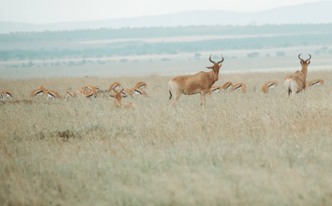 4-Day Tanzania Luxury Itinerary: Serengeti & Zanzibar