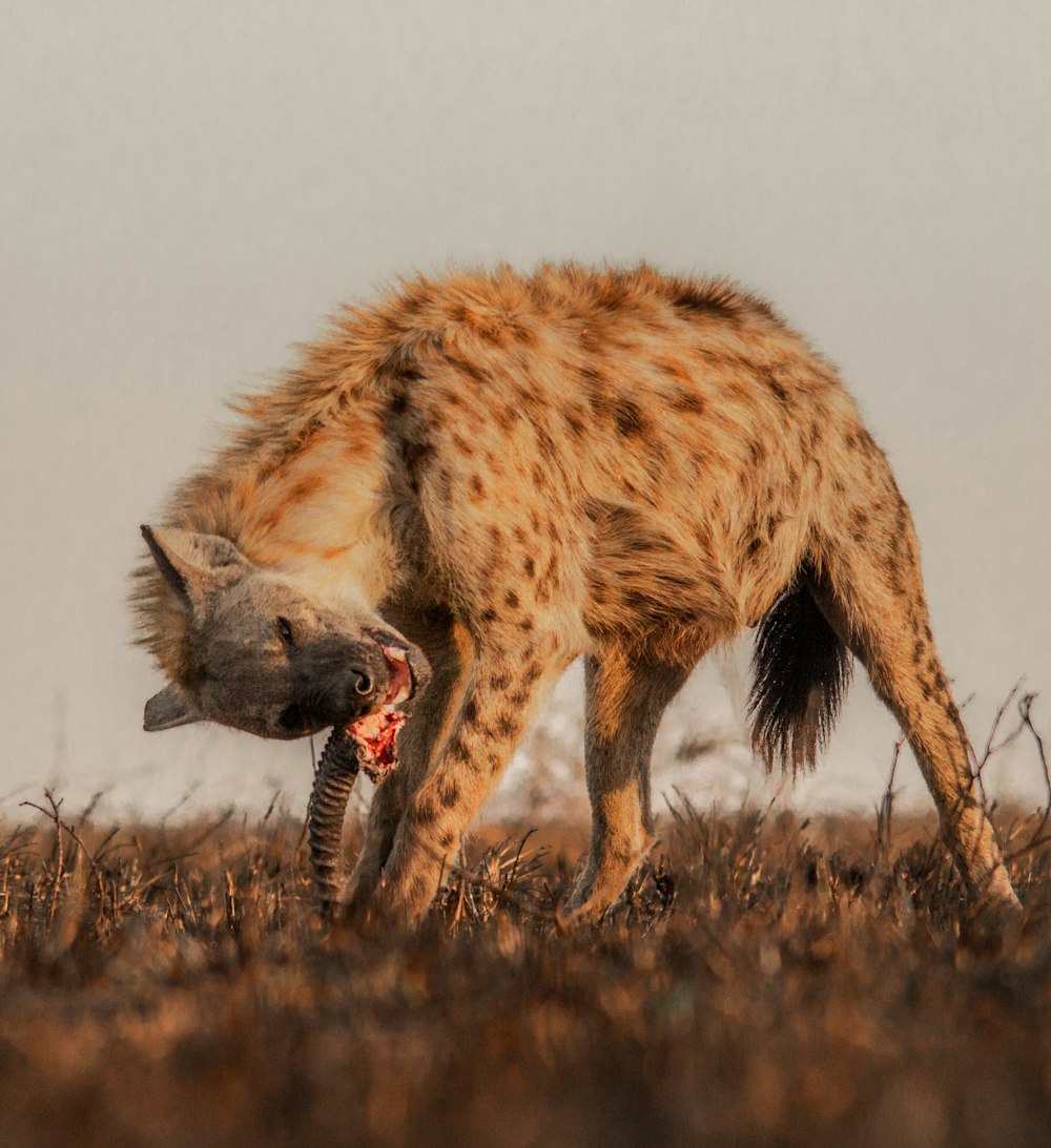 a hyena eating a carcass in a field