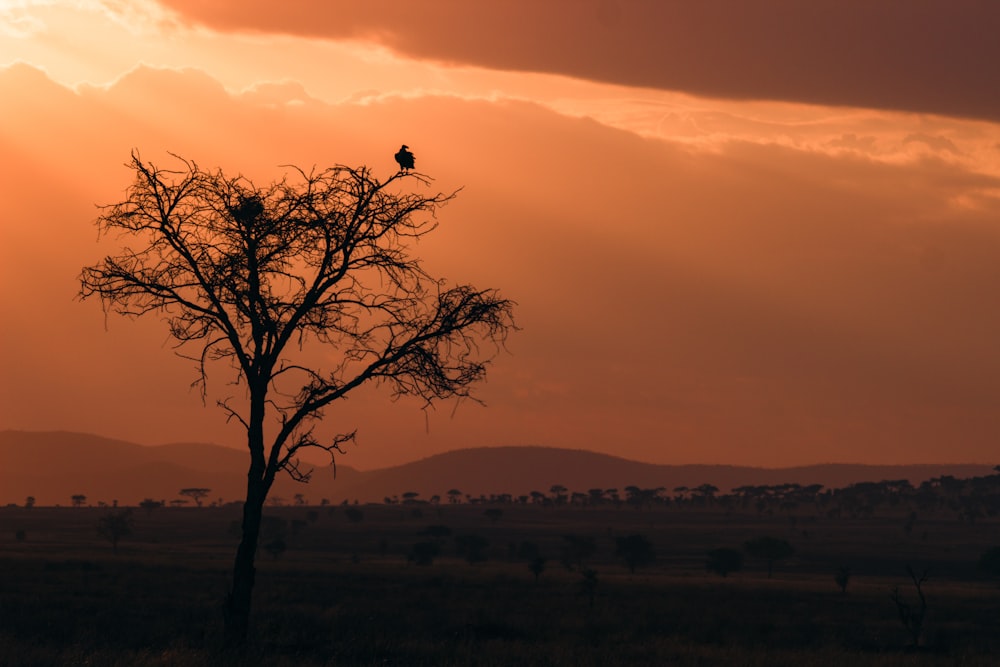 a bird is sitting in a tree at sunset