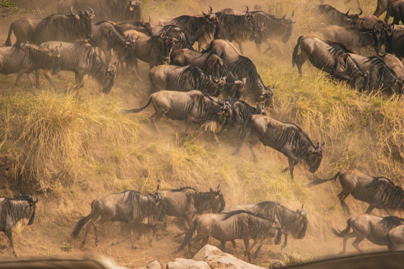 8-Day Great Migration Safari