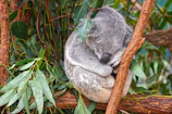 A sleepy koala nestled in the fork of a gum tree surrounded by green leaves.