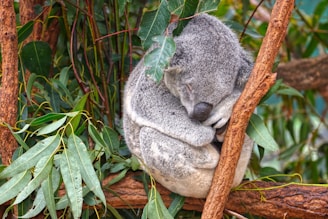 Close-up of a koala nestled comfortably in a tree branch surrounded by lush green leaves.