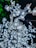 A close-up view of artificial flowers with built-in lights, resembling cherry blossoms on branches. The flowers are illuminated, creating a bright and sparkling effect against a dark background with a hint of green foliage.