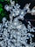 A close-up view of artificial flowers with built-in lights, resembling cherry blossoms on branches. The flowers are illuminated, creating a bright and sparkling effect against a dark background with a hint of green foliage.