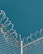 A section of a chain-link fence topped with coiled barbed wire set against a clear blue sky. The wires are shiny and sharp, indicating security or restriction.