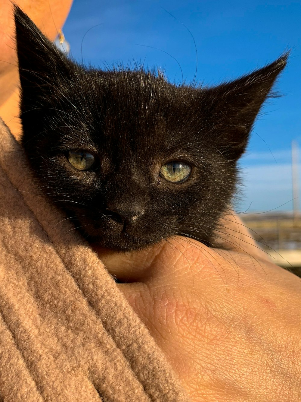 a small black kitten is being held by someone