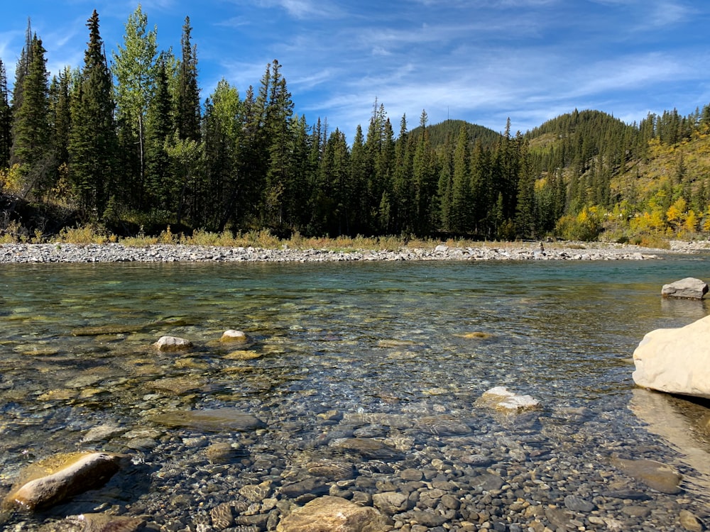 a river running through a forest filled with lots of rocks