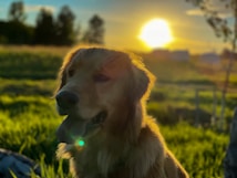 A golden retriever sits in a grassy field with the sun setting in the background, casting a warm glow. The dog's fur appears golden in the sunlight, and there is a soft bokeh effect from the distant trees.