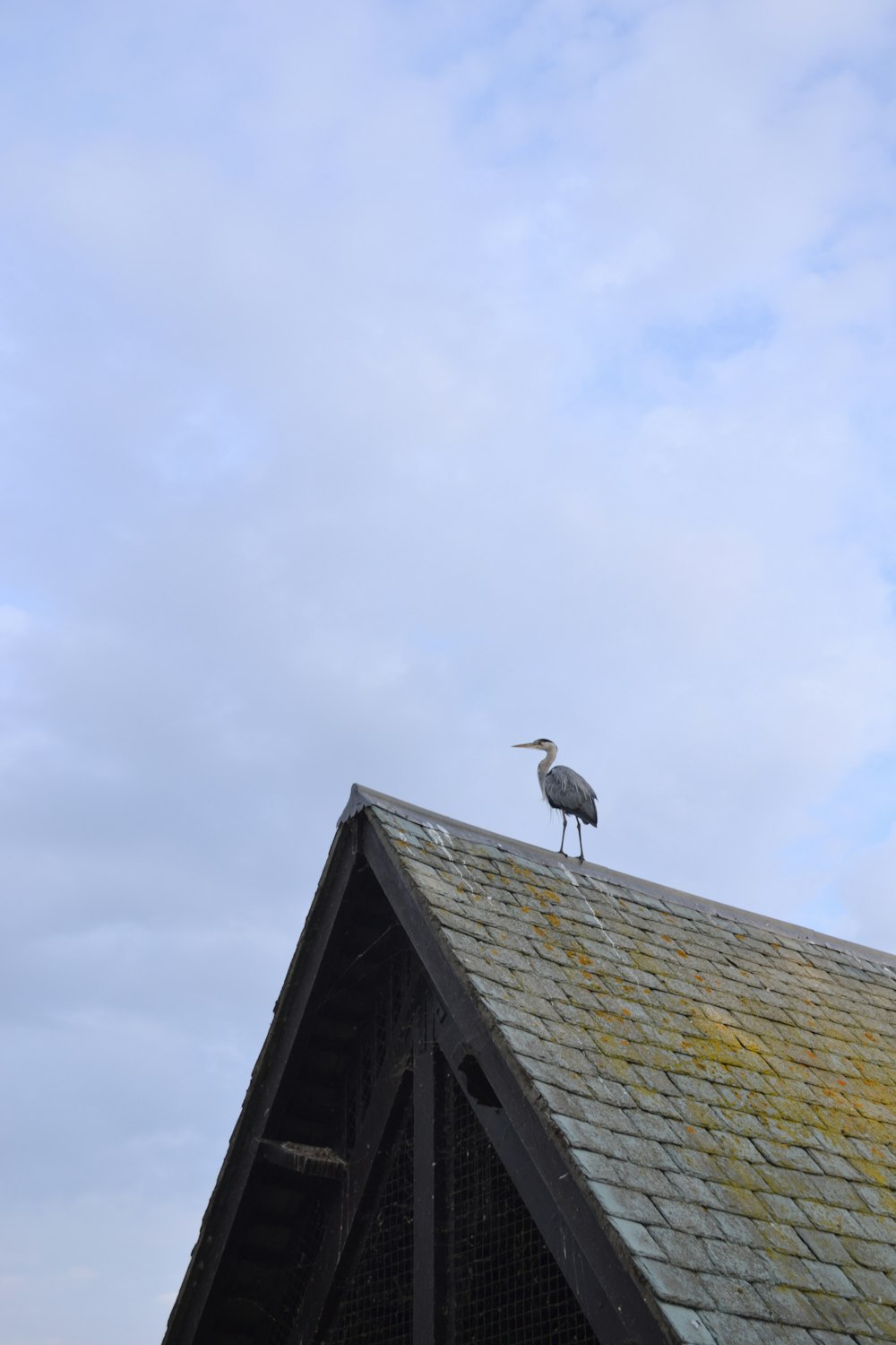 a bird is sitting on top of a roof