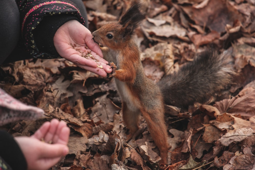 a squirrel eating food from a person's hand