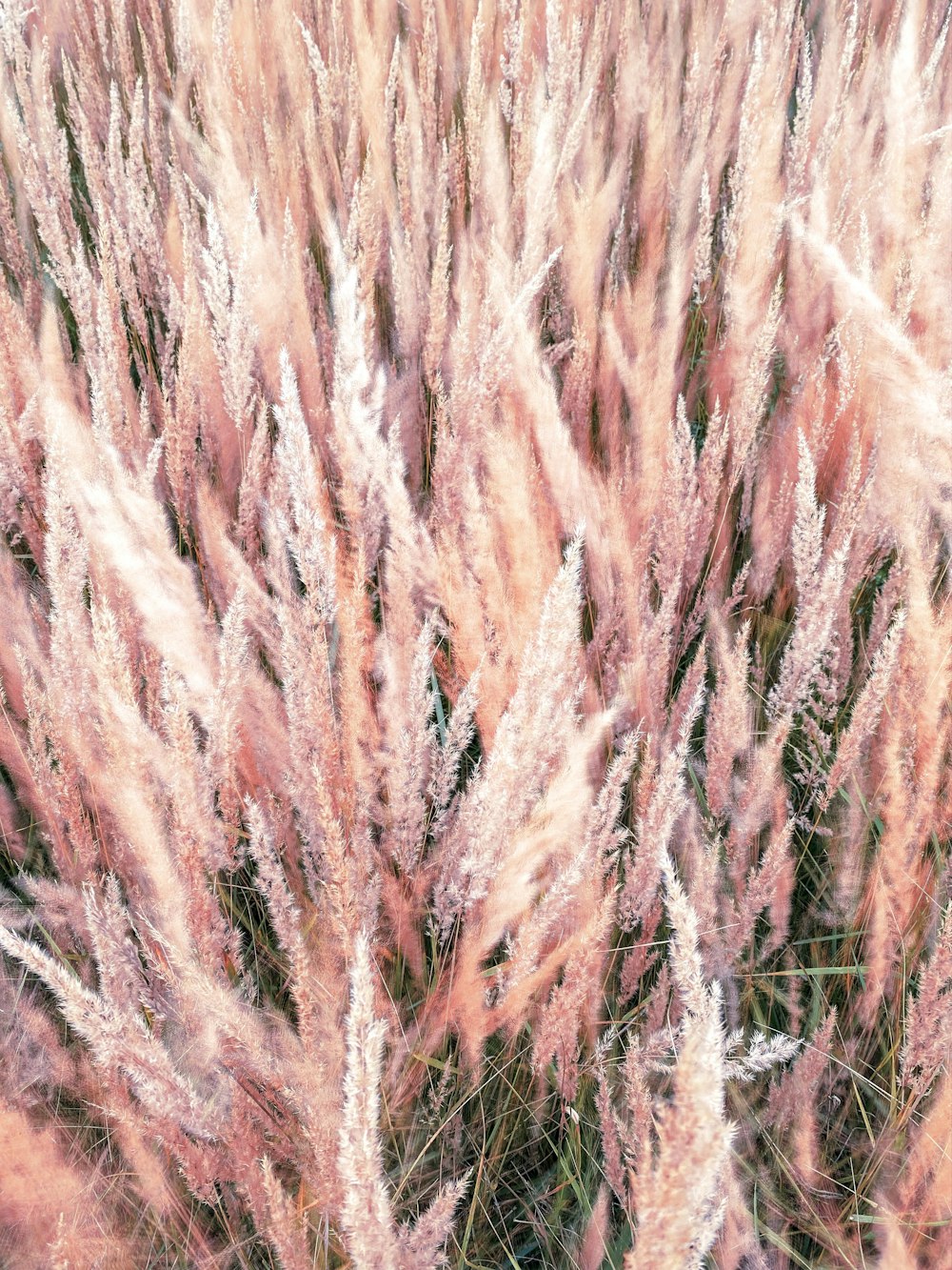 a close up of a bunch of pink flowers