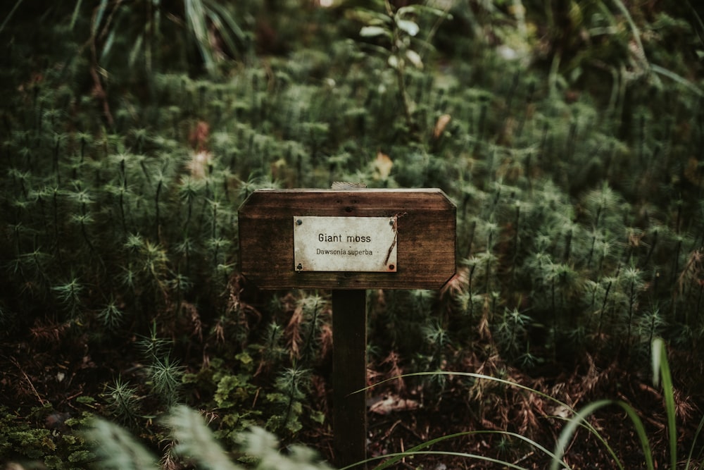 a wooden sign in the middle of a forest