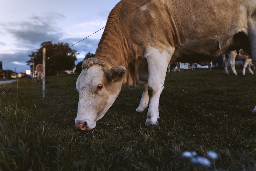 a brown and white cow standing on top of a lush green field