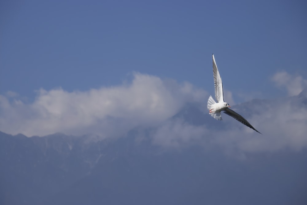 a large white bird flying in the sky