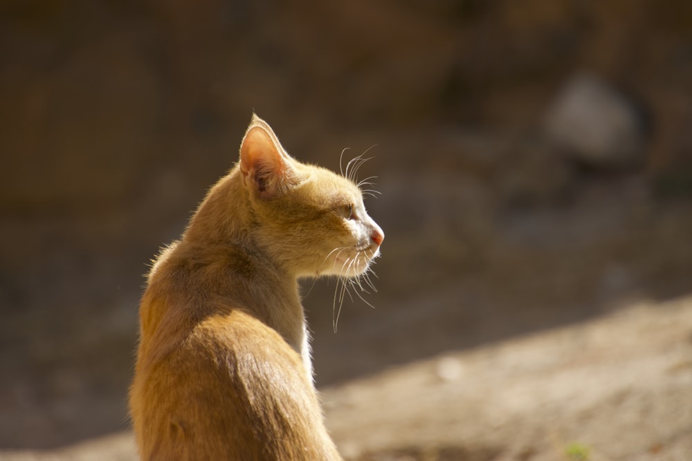 a cat sitting on the ground looking off into the distance