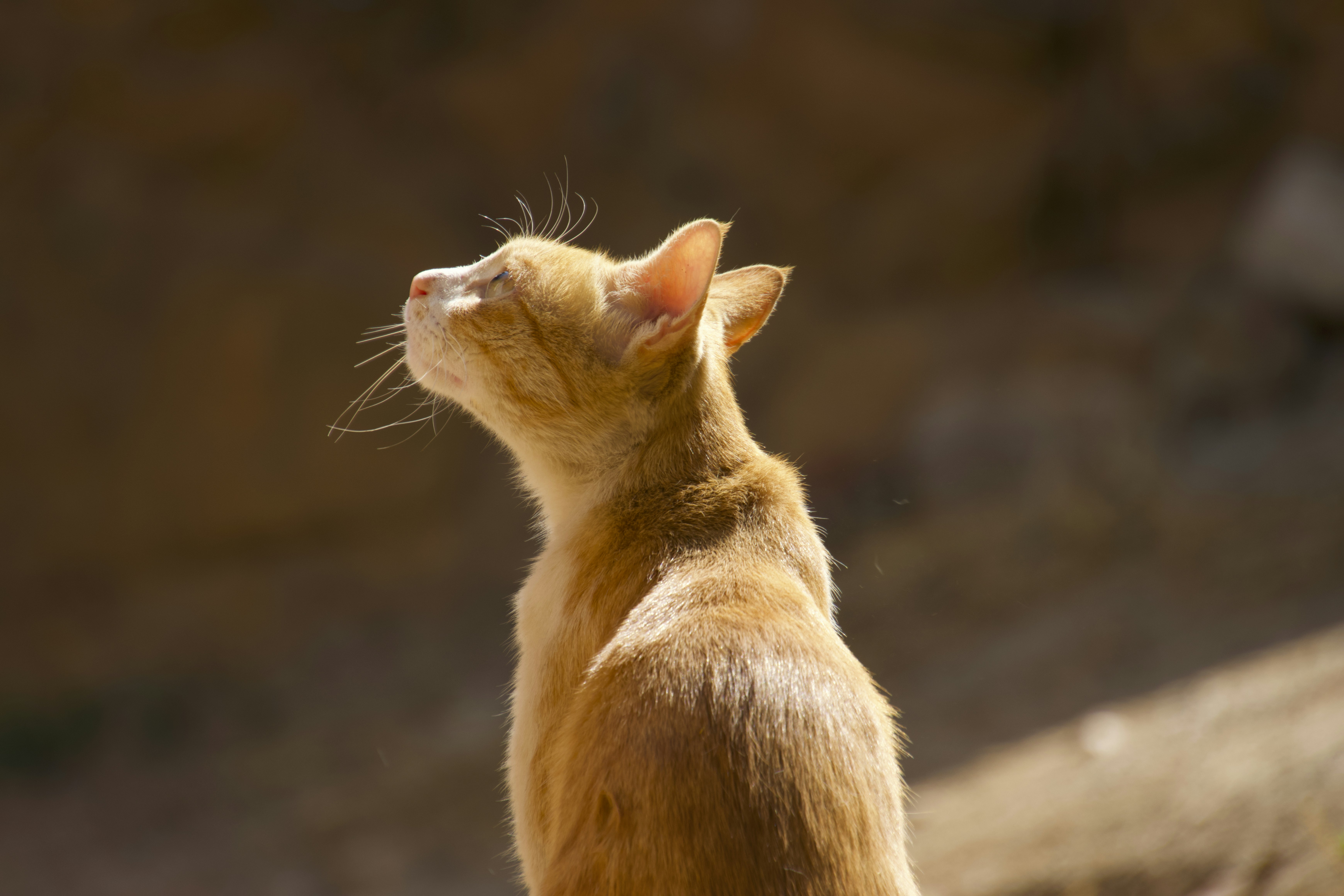 a cat looking up at something in the air