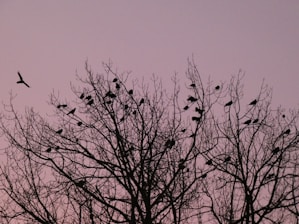 a flock of birds sitting on top of a tree