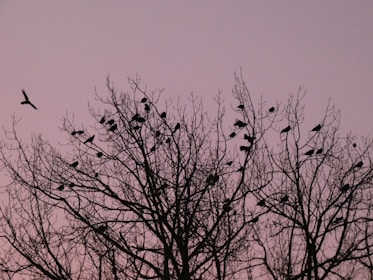 a flock of birds sitting on top of a tree