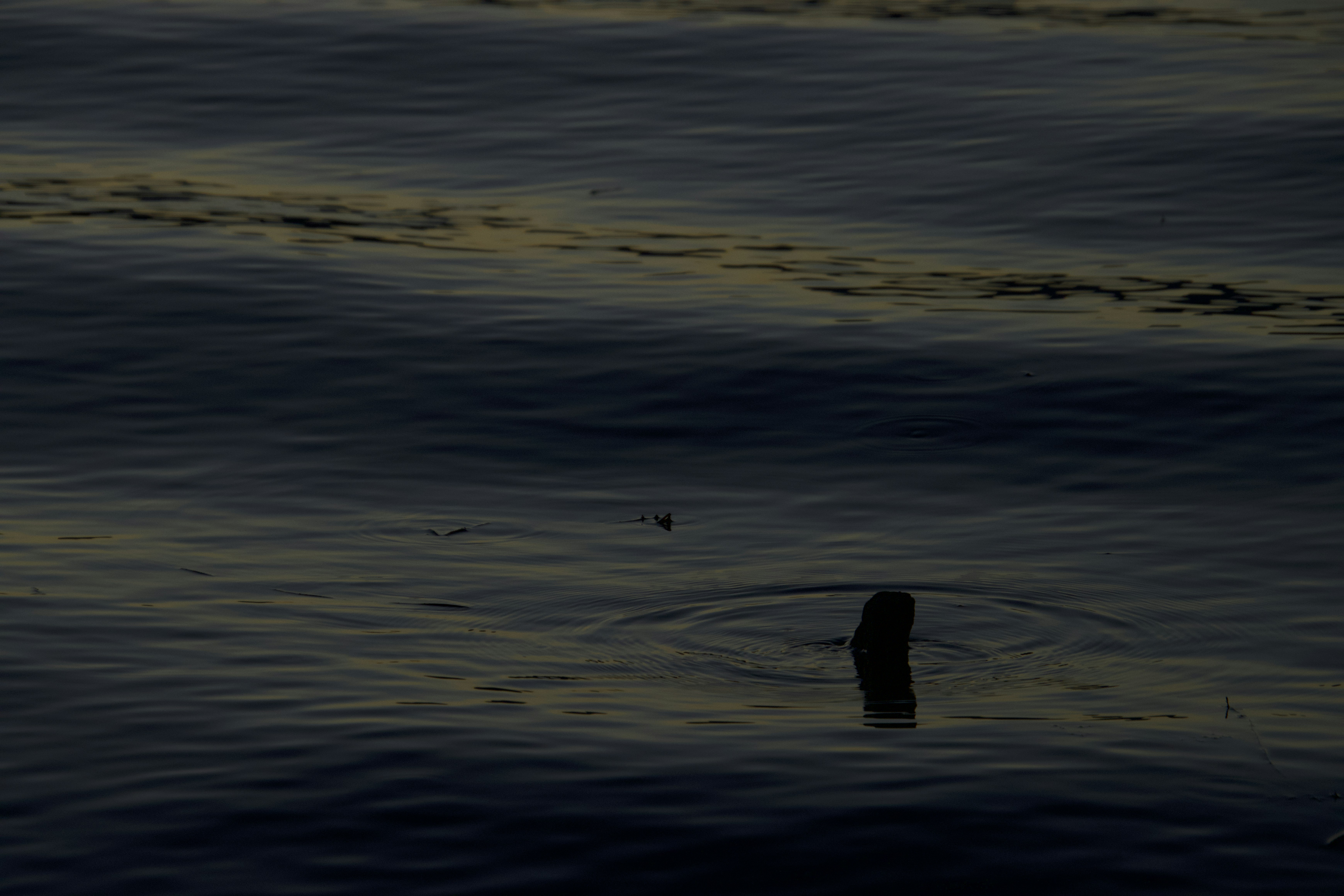 a bird is swimming in the water at sunset