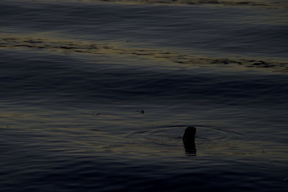 a bird is swimming in the water at sunset
