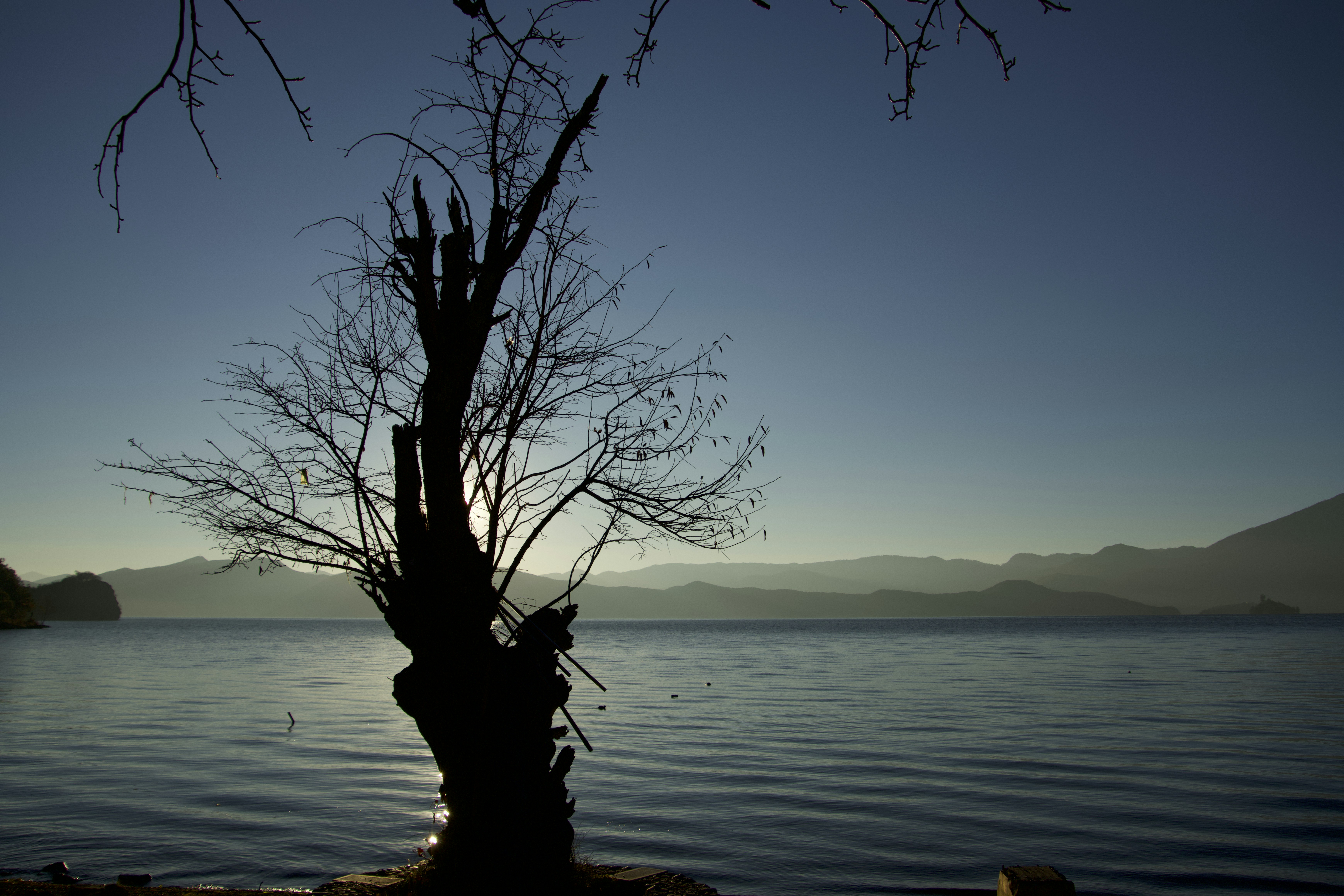 a tree is standing in front of a body of water