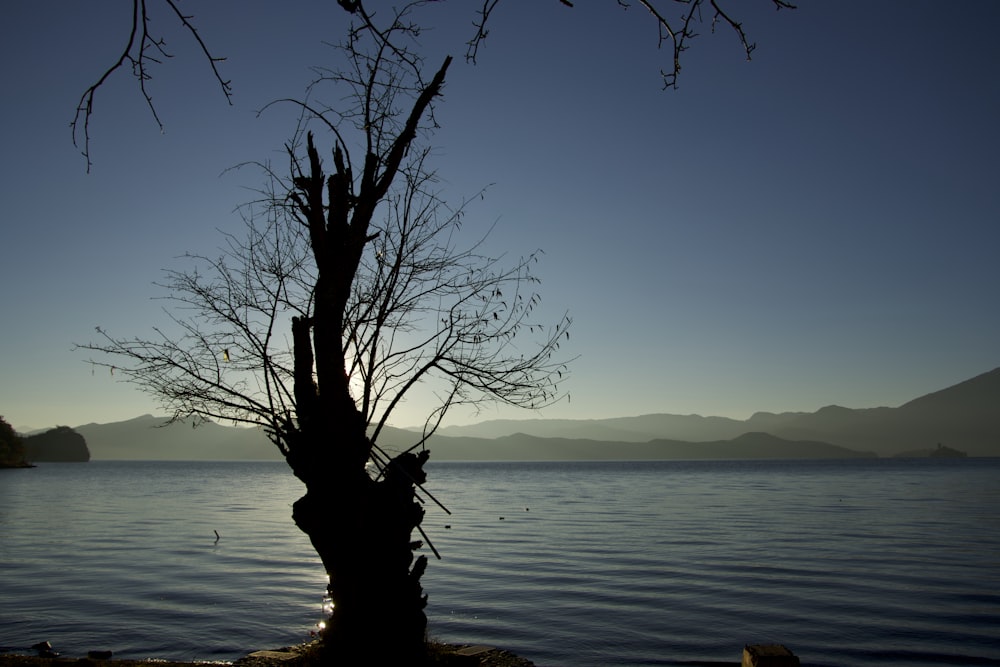 a tree is standing in front of a body of water