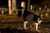 A cat exploring its new home with curiosity.