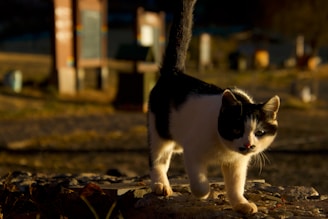 A cat exploring its new home with curiosity.