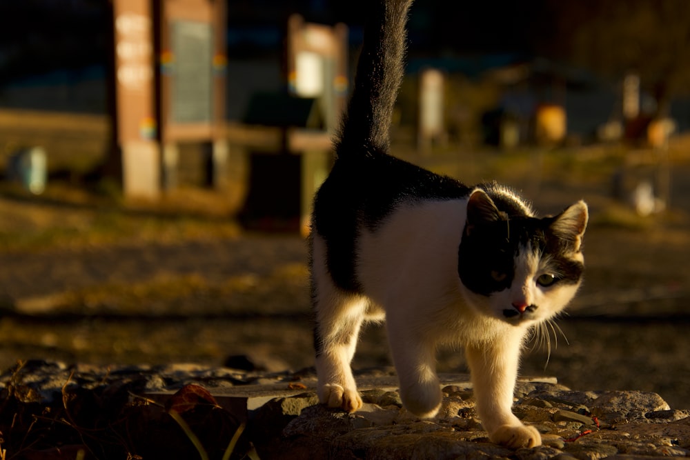 a black and white cat walking across a dirt field