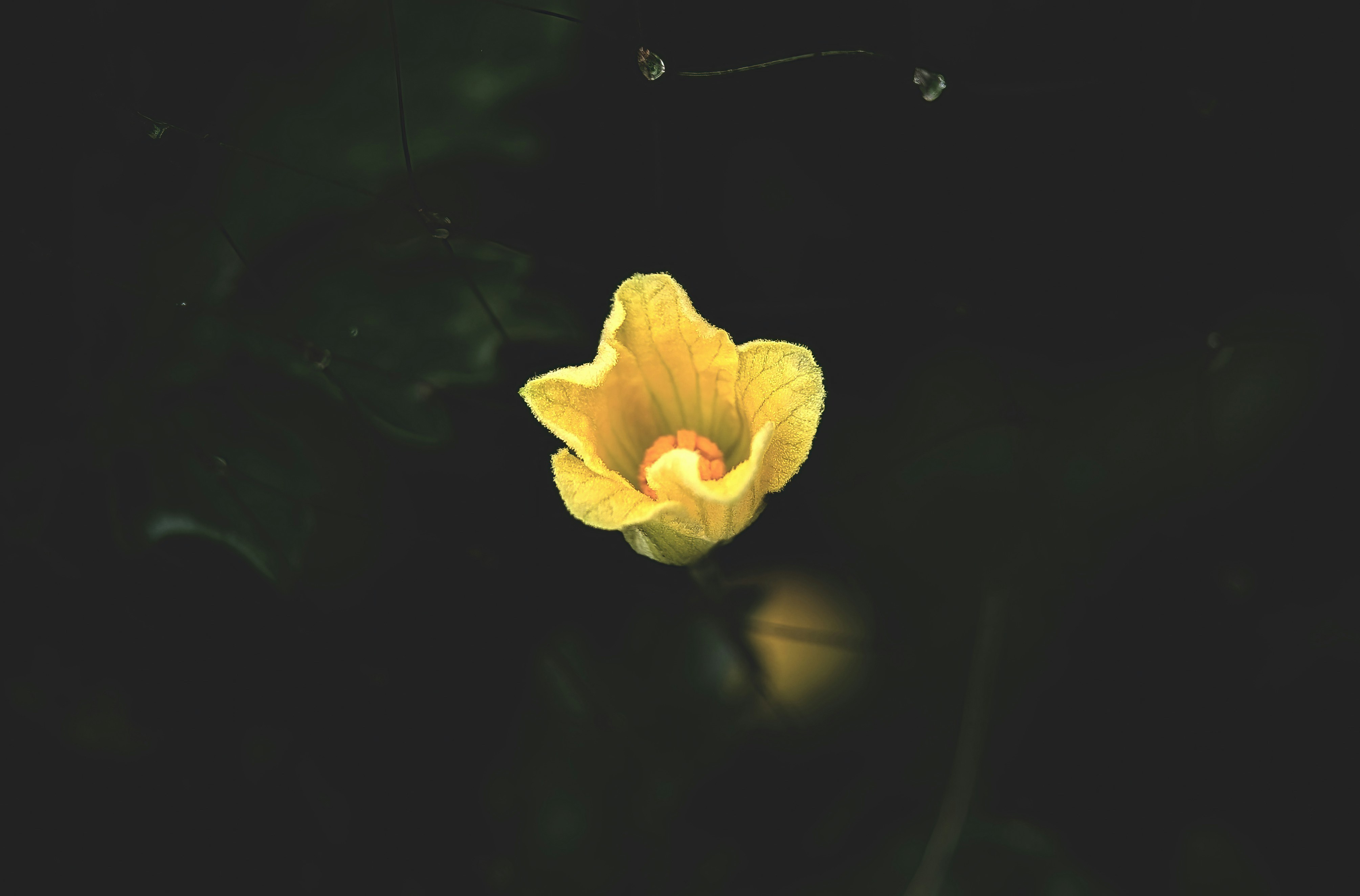 Photo by shakib2777